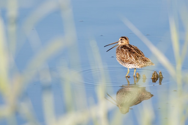 Common snipe perched on a rock by the sea at daytime