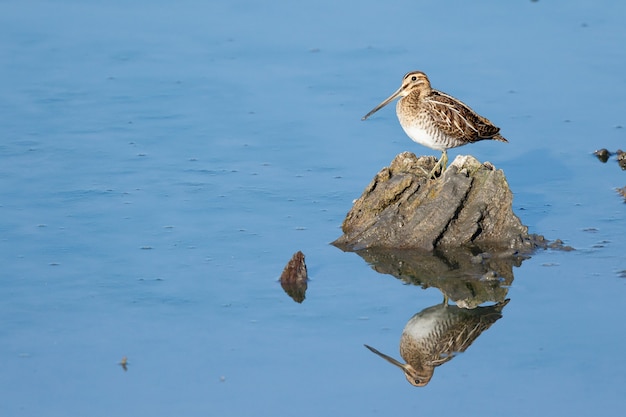 Common snipe perched on a rock by the sea at daytime