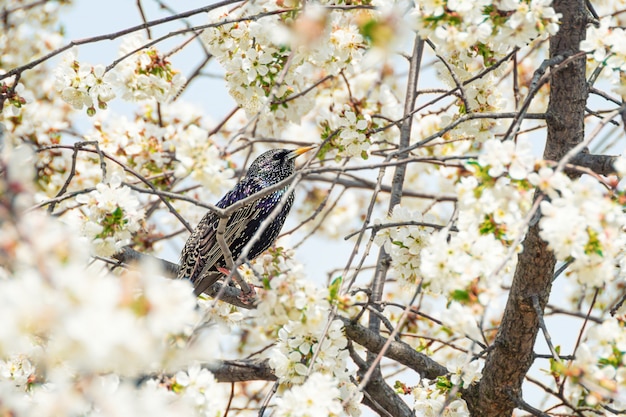 一般的なムクドリは咲く木に座っています。
