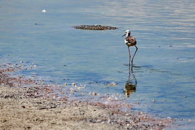 Common stilt and its reflection at the raco de l'olla in Valencia, Spain