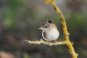 무료 사진 일반적인 whitethroat sylvia communis