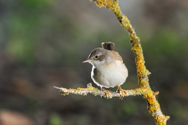 일반적인 whitethroat Sylvia communis