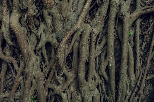 Complex structure of roots of a coniferous tree