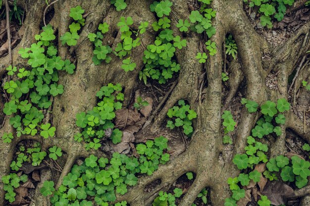 Complex structure of roots of a coniferous tree