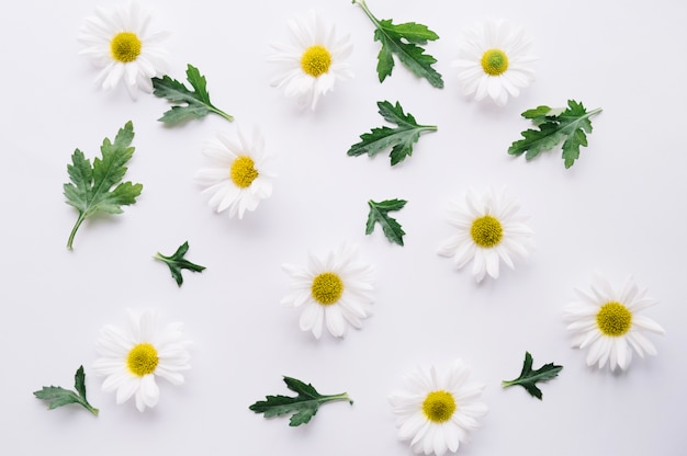 Composed daisies with green leaves on white