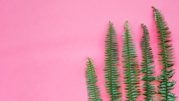 Free photo composed fern leaves on pink