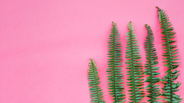 Composed fern leaves on pink