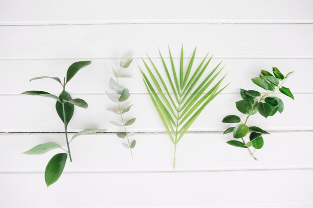 Composed green leaves in row