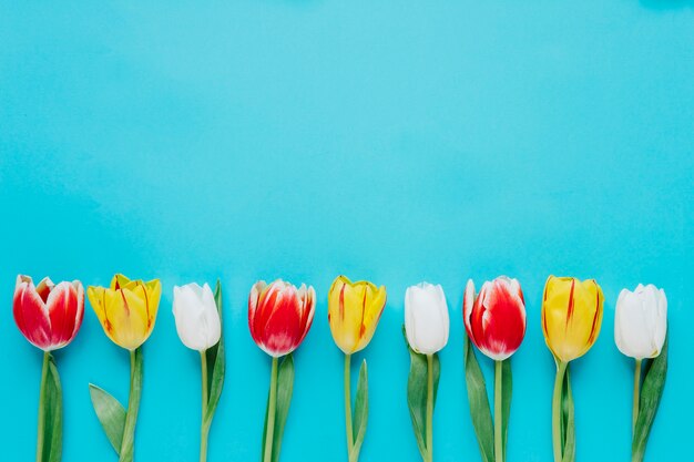 Free photo composed row of bright tulips