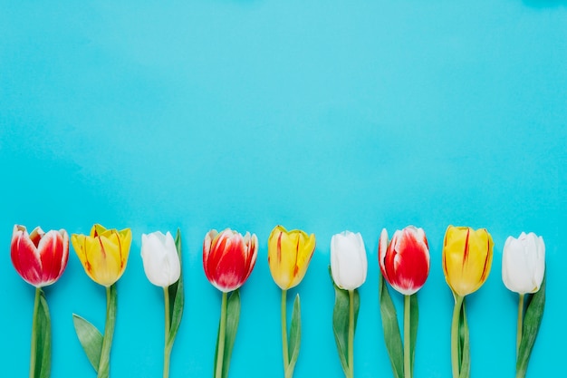 Composed row of bright tulips