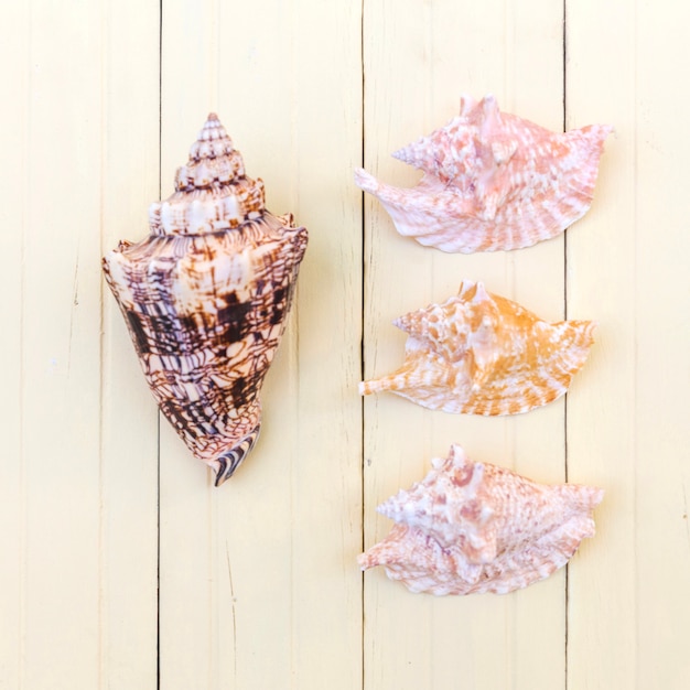 Free photo composed seashells on wooden