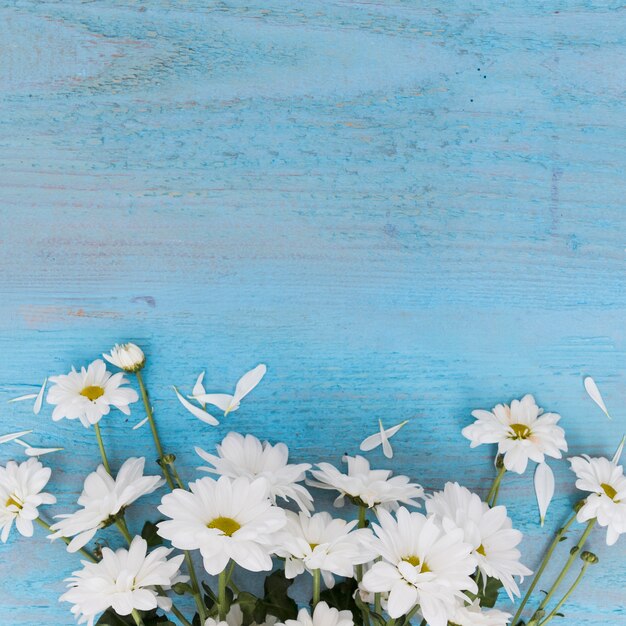 Composed white daisies on blue