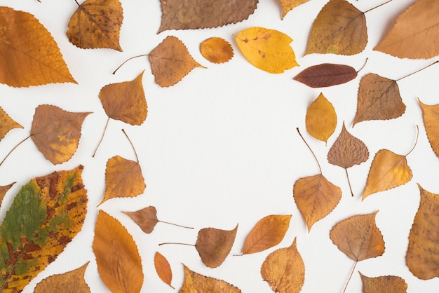 Composition of autumn leaves forming circle