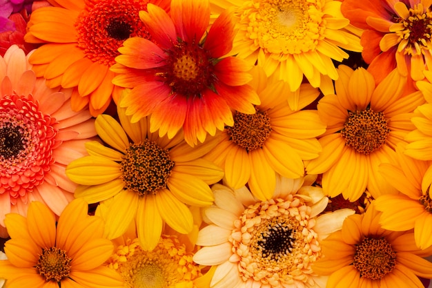 Composition of beautiful flowers background