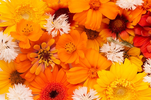 Free photo composition of beautiful flowers wallpaper