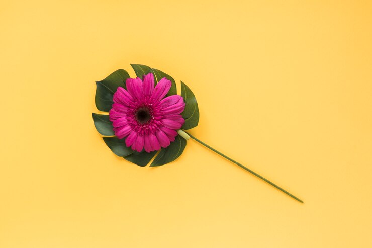 Free Photo composition of big flower bud on green tropical leaf