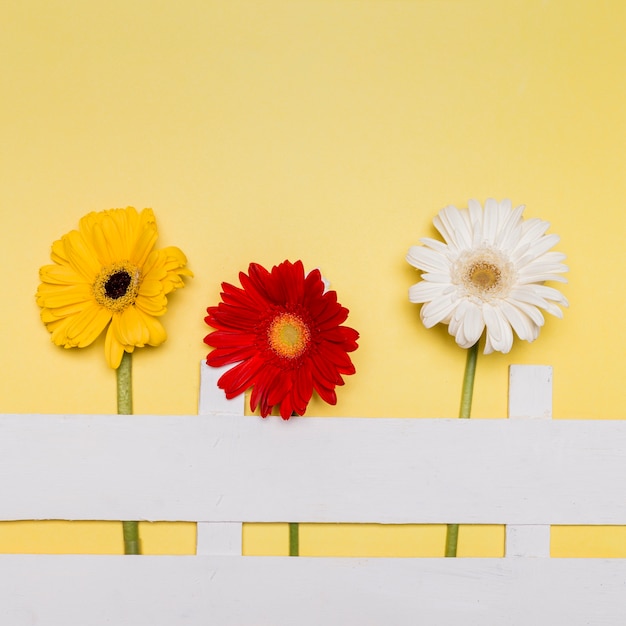 Composition of bright flowers and decorative fence on yellow surface