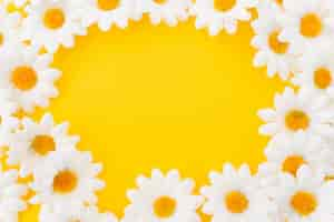 Free photo composition in circle of daisies on yellow background