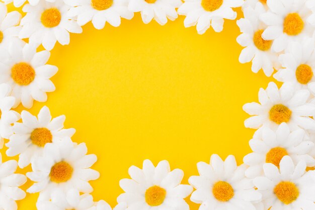 Composition in circle of daisies on yellow background