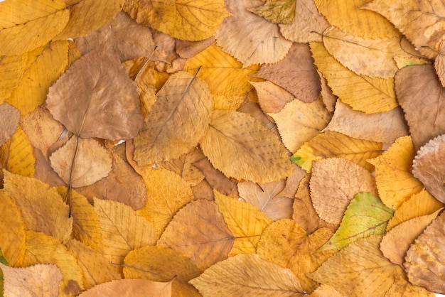 Composition of collected yellow fallen leaves 