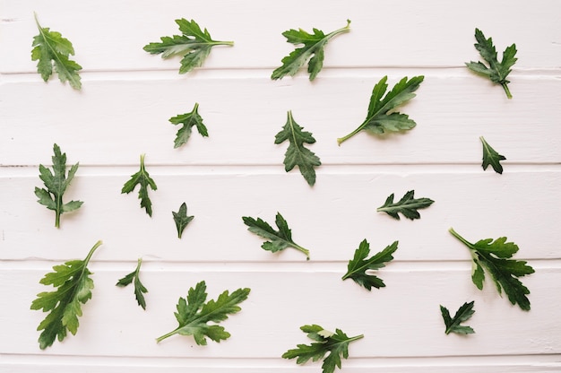 Free photo composition of different size leaves on a white background