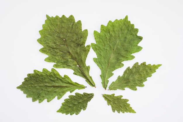 Composition of dried leaves forming flower petals