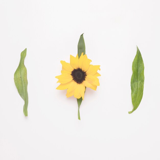 Composition of flower and green leaves