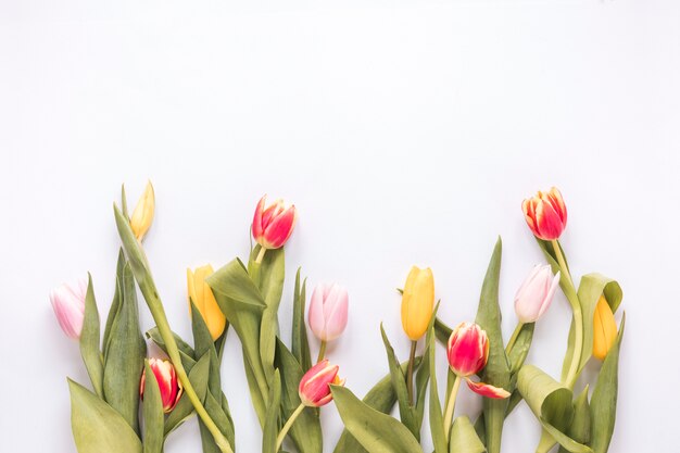 Composition of fresh bright tulips with green leaves