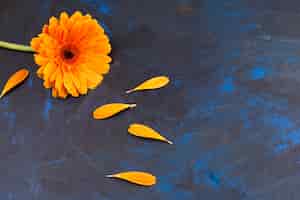 Бесплатное фото Композиция из желтых цветочных лепестков