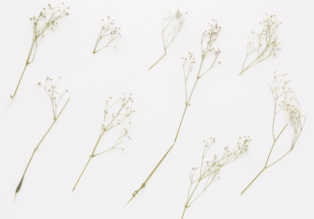 Composition of plant twigs with little flowers