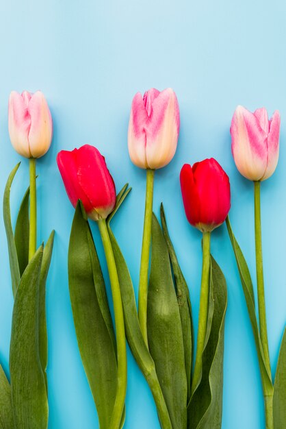 Композиция из красных и розовых свежих тюльпанов