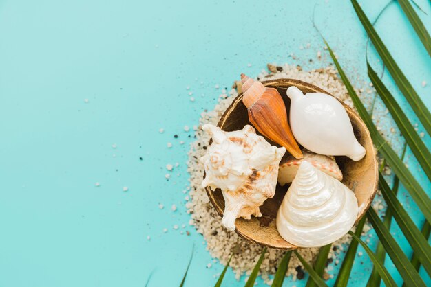 Composition of seashells sand and leaves