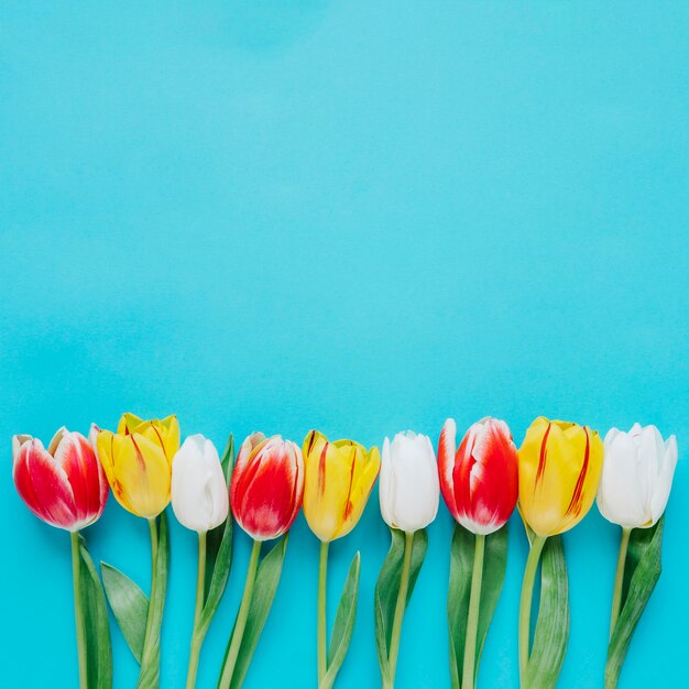 Composition of vivid tulips on blue