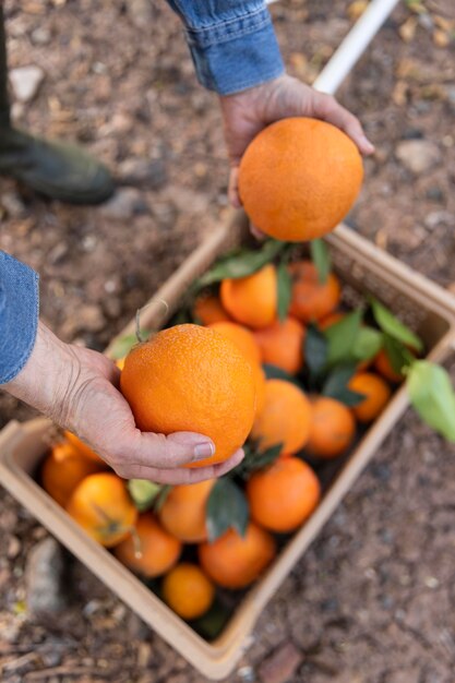 Composition with box full of oranges