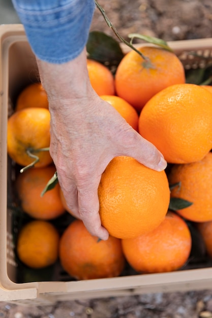 Composition with box full of oranges