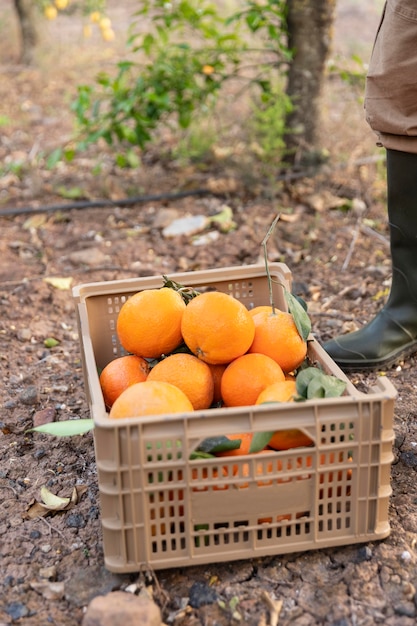 Composition with box full of oranges