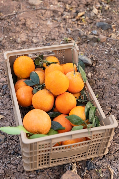 Composition with box full of oranges