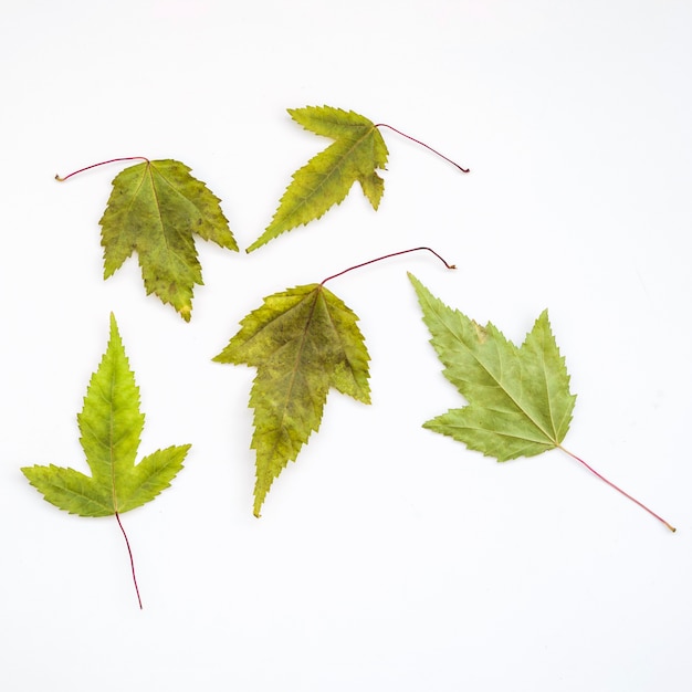 Composition with dried yellow and green leaves