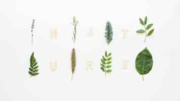 Free photo composition with eight different leaves