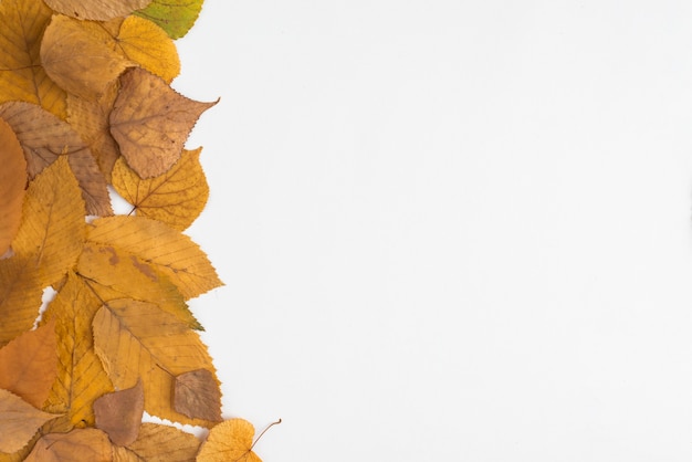 Composition of withered yellow leaves