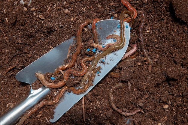 Compost still life concept with earthworms