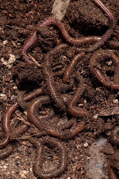 Free photo compost still life concept with earthworms