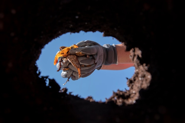 Foto gratuita concetto di natura morta del compost