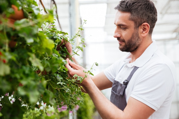 Concentrated bearded man in white t-shirt working with plants