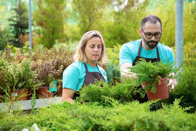 Concentrated gardeners arranging coniferous plants in garden. Man and woman wearing aprons and growing small thuja in greenhouse. Selective focus. Commercial gardening activity and summer concept