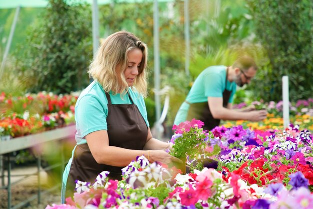 Concentrated woman working with flowers in pots in greenhouse. Professional gardeners in aprons caring of blooming plants in garden. Selective focus. Gardening activity and summer concept