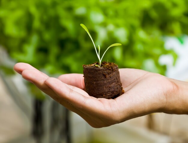 concept agriculture sprout arm close-up