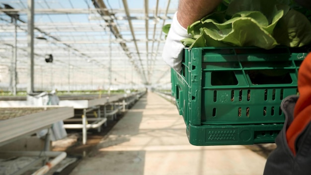 Concetto di uomo agronomo che tiene cesto con verdure per la raccolta dell'insalata in serra per un'alimentazione sana durante la stagione agricola. numero di produzione di scrittura della donna negli appunti. concetto di agricoltura