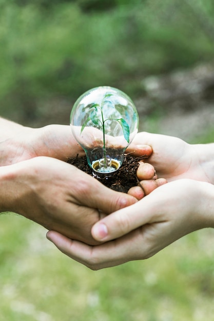 Concept plant in glass bulb 