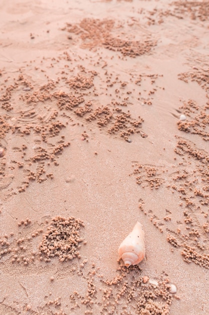 ビーチで砂のバブラーと巻き貝の貝殻